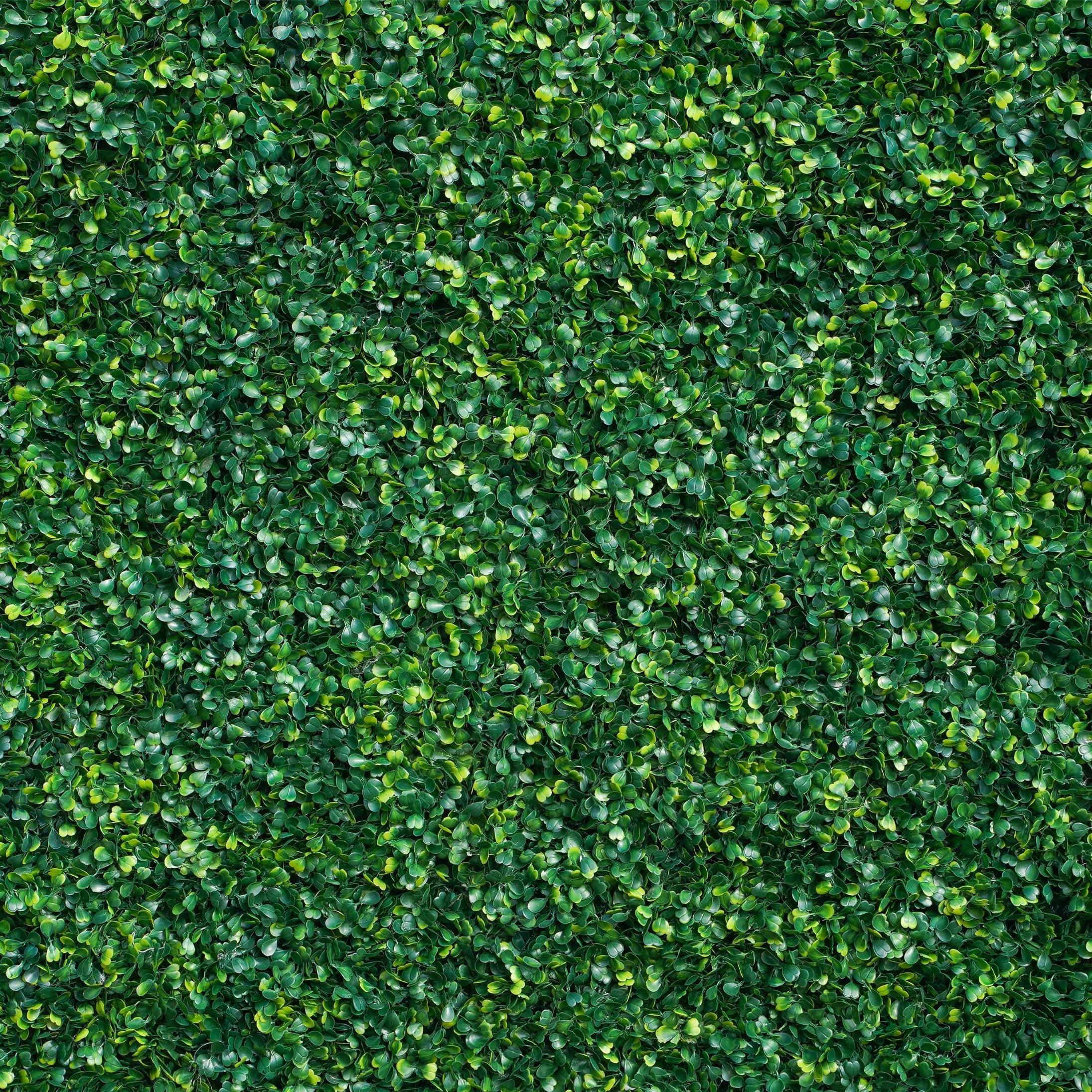 Boxwood Wall Rental Tampa